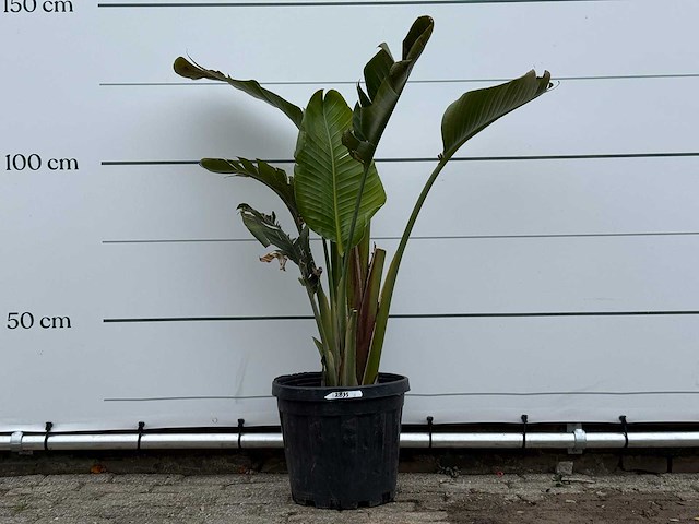Paradijsvogelplant m - strelitzia augusta - hoogte ca. 150 cm - afbeelding 1 van  5
