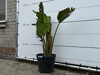 Paradijsvogelplant m - strelitzia augusta - hoogte ca. 150 cm - afbeelding 2 van  5