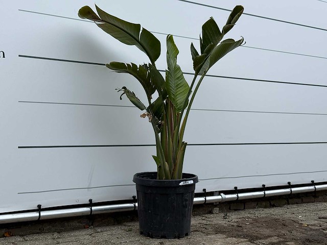 Paradijsvogelplant m - strelitzia augusta - hoogte ca. 150 cm - afbeelding 3 van  5