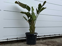 Paradijsvogelplant m - strelitzia augusta - hoogte ca. 150 cm - afbeelding 3 van  5