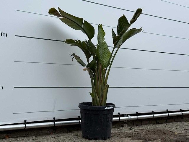 Paradijsvogelplant m - strelitzia augusta - hoogte ca. 150 cm - afbeelding 4 van  5