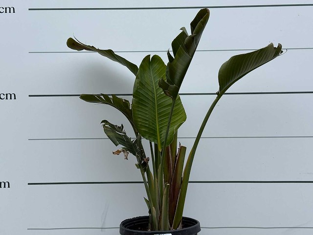 Paradijsvogelplant m - strelitzia augusta - hoogte ca. 150 cm - afbeelding 5 van  5