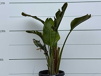 Paradijsvogelplant m - strelitzia augusta - hoogte ca. 150 cm - afbeelding 5 van  5