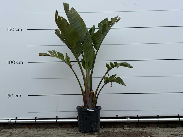 Paradijsvogelplant m - strelitzia augusta - hoogte ca. 160 cm - afbeelding 1 van  5
