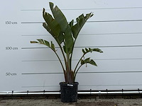 Paradijsvogelplant m - strelitzia augusta - hoogte ca. 160 cm - afbeelding 1 van  5