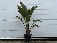 Paradijsvogelplant m - strelitzia augusta - hoogte ca. 160 cm - afbeelding 2 van  5