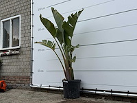 Paradijsvogelplant m - strelitzia augusta - hoogte ca. 160 cm - afbeelding 3 van  5