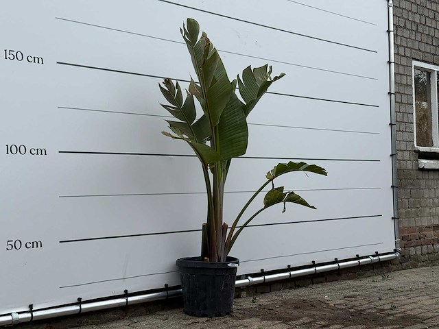 Paradijsvogelplant m - strelitzia augusta - hoogte ca. 160 cm - afbeelding 4 van  5
