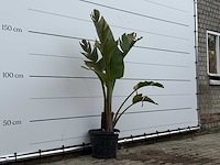 Paradijsvogelplant m - strelitzia augusta - hoogte ca. 160 cm - afbeelding 4 van  5