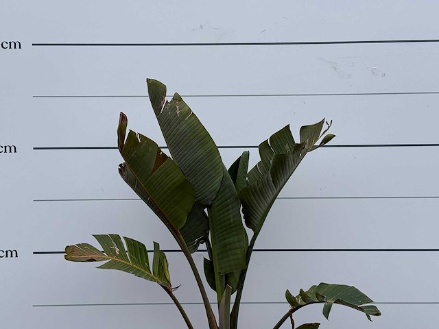 Paradijsvogelplant m - strelitzia augusta - hoogte ca. 160 cm - afbeelding 5 van  5