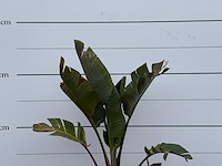 Paradijsvogelplant m - strelitzia augusta - hoogte ca. 160 cm - afbeelding 5 van  5