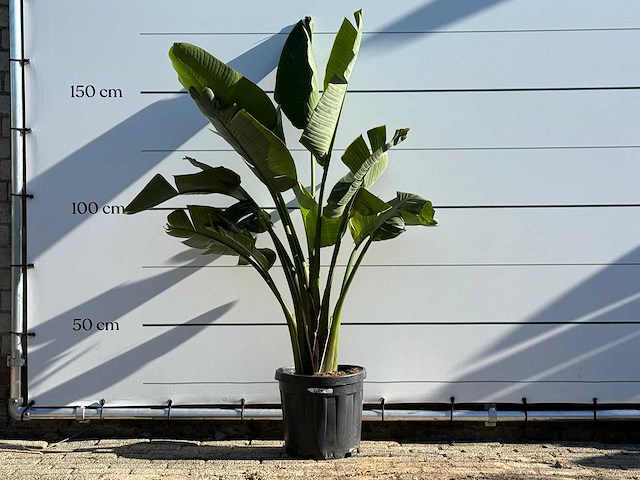 Paradijsvogelplant m - strelitzia augusta - hoogte ca. 175 cm - afbeelding 1 van  4