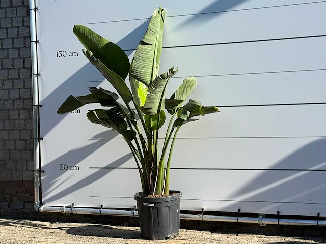 Paradijsvogelplant m - strelitzia augusta - hoogte ca. 175 cm - afbeelding 2 van  4