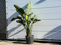 Paradijsvogelplant m - strelitzia augusta - hoogte ca. 175 cm - afbeelding 2 van  4