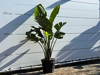 Paradijsvogelplant m - strelitzia augusta - hoogte ca. 175 cm - afbeelding 3 van  4
