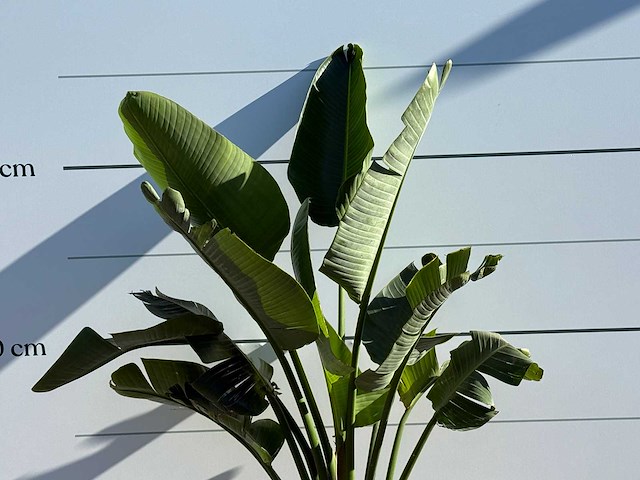 Paradijsvogelplant m - strelitzia augusta - hoogte ca. 175 cm - afbeelding 4 van  4