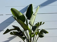 Paradijsvogelplant m - strelitzia augusta - hoogte ca. 175 cm - afbeelding 4 van  4