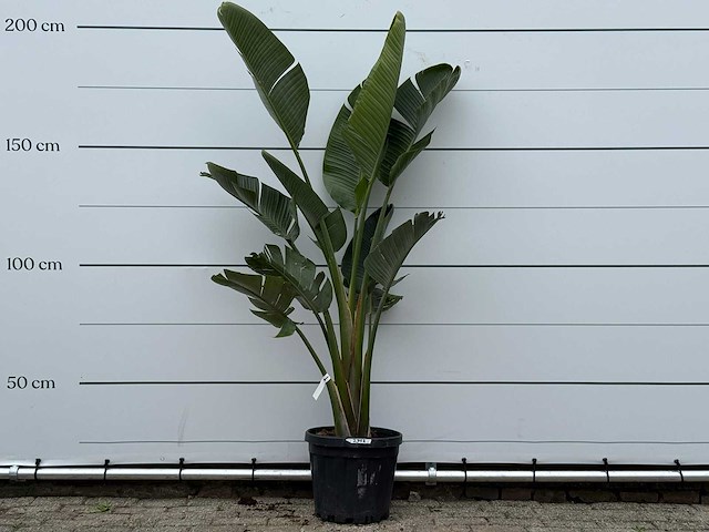 Paradijsvogelplant m - strelitzia augusta - hoogte ca. 175 cm - afbeelding 1 van  2