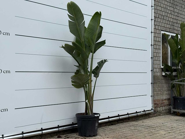 Paradijsvogelplant m - strelitzia augusta - hoogte ca. 175 cm - afbeelding 2 van  2