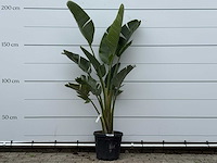 Paradijsvogelplant m - strelitzia augusta - hoogte ca. 175 cm - afbeelding 1 van  4