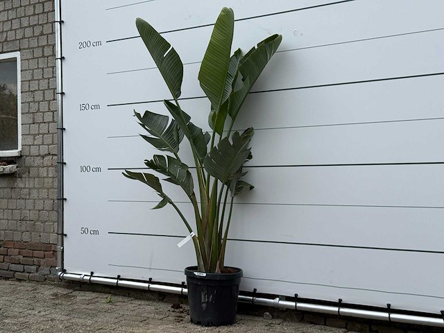 Paradijsvogelplant m - strelitzia augusta - hoogte ca. 175 cm - afbeelding 2 van  4