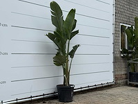 Paradijsvogelplant m - strelitzia augusta - hoogte ca. 175 cm - afbeelding 3 van  4