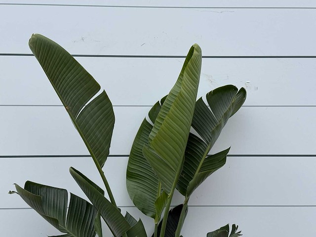 Paradijsvogelplant m - strelitzia augusta - hoogte ca. 175 cm - afbeelding 4 van  4
