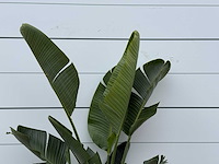 Paradijsvogelplant m - strelitzia augusta - hoogte ca. 175 cm - afbeelding 4 van  4
