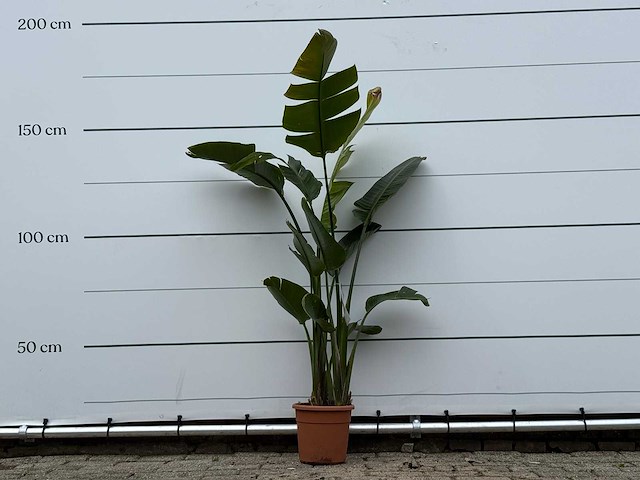 Paradijsvogelplant m - strelitzia augusta - hoogte ca. 175 cm - afbeelding 1 van  4