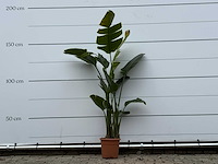 Paradijsvogelplant m - strelitzia augusta - hoogte ca. 175 cm - afbeelding 1 van  4
