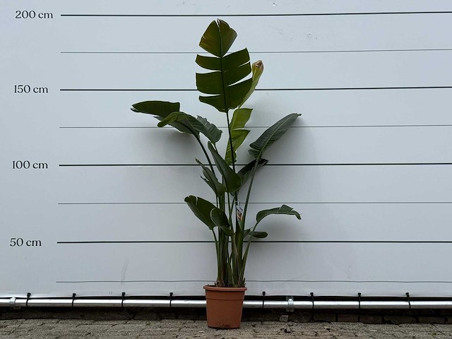Paradijsvogelplant m - strelitzia augusta - hoogte ca. 175 cm - afbeelding 2 van  4