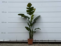 Paradijsvogelplant m - strelitzia augusta - hoogte ca. 175 cm - afbeelding 2 van  4