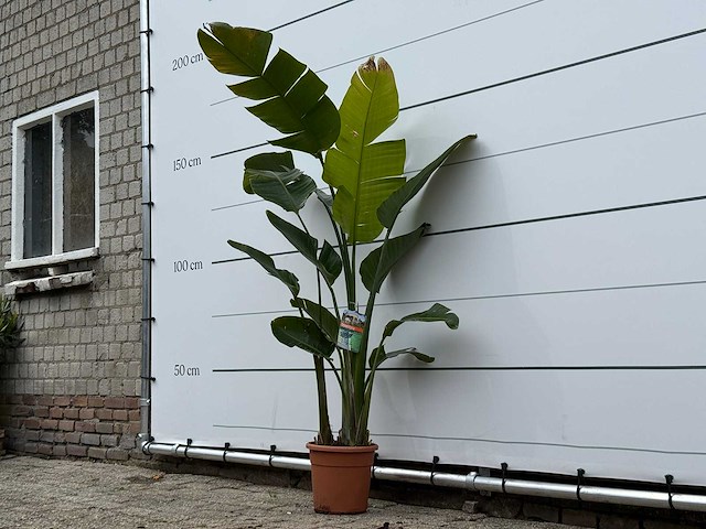 Paradijsvogelplant m - strelitzia augusta - hoogte ca. 175 cm - afbeelding 3 van  4