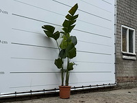 Paradijsvogelplant m - strelitzia augusta - hoogte ca. 175 cm - afbeelding 4 van  4