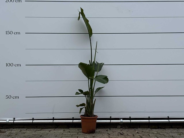 Paradijsvogelplant m - strelitzia augusta - hoogte ca. 175 cm - afbeelding 1 van  4