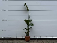 Paradijsvogelplant m - strelitzia augusta - hoogte ca. 175 cm - afbeelding 1 van  4