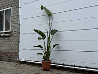 Paradijsvogelplant m - strelitzia augusta - hoogte ca. 175 cm - afbeelding 2 van  4
