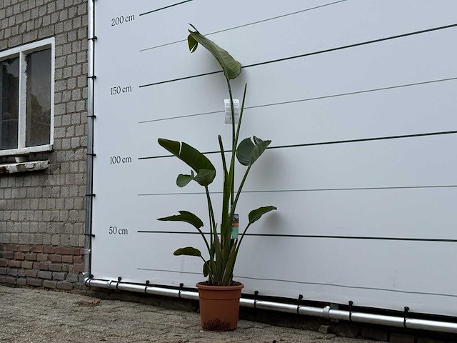 Paradijsvogelplant m - strelitzia augusta - hoogte ca. 175 cm - afbeelding 3 van  4