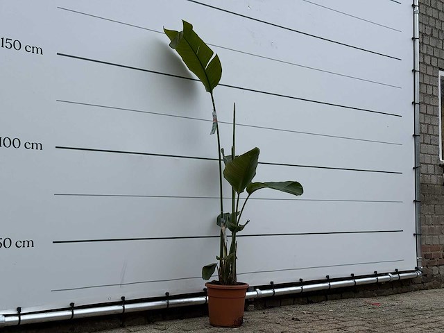 Paradijsvogelplant m - strelitzia augusta - hoogte ca. 175 cm - afbeelding 4 van  4