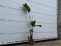 Paradijsvogelplant m - strelitzia augusta - hoogte ca. 175 cm - afbeelding 4 van  4