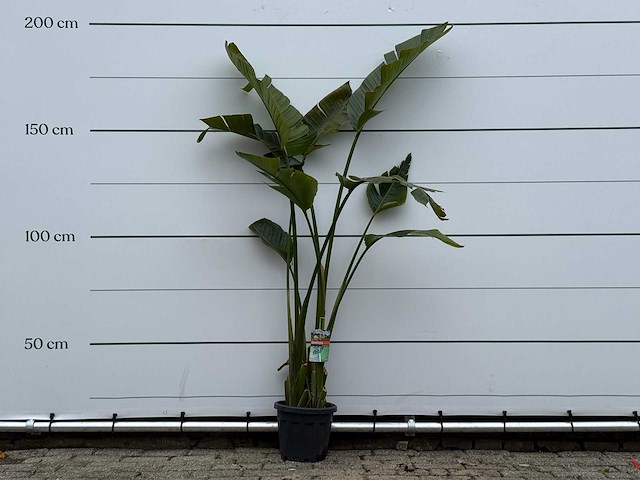 Paradijsvogelplant m - strelitzia augusta - hoogte ca. 175 cm - afbeelding 1 van  3