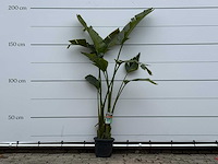 Paradijsvogelplant m - strelitzia augusta - hoogte ca. 175 cm - afbeelding 1 van  3