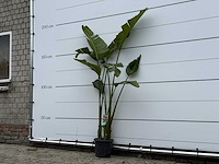 Paradijsvogelplant m - strelitzia augusta - hoogte ca. 175 cm - afbeelding 2 van  3