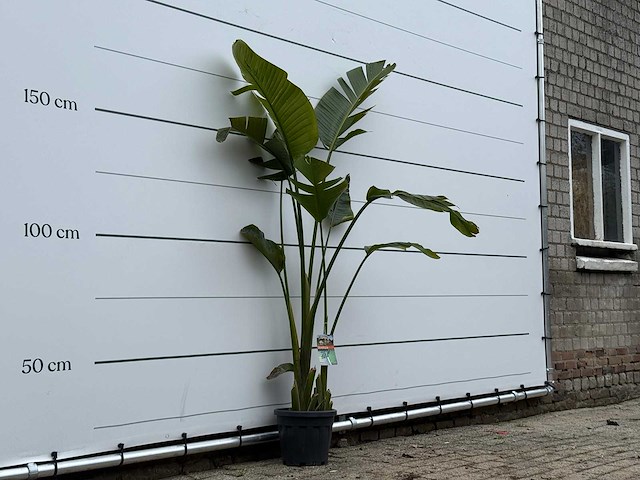 Paradijsvogelplant m - strelitzia augusta - hoogte ca. 175 cm - afbeelding 3 van  3