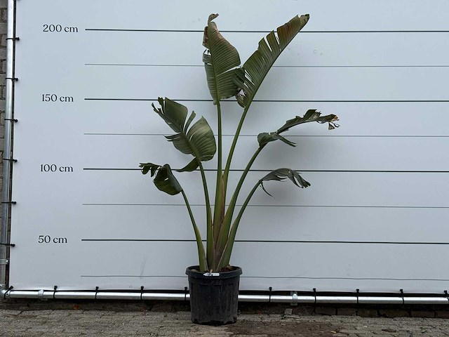Paradijsvogelplant m - strelitzia augusta - hoogte ca. 180 cm - afbeelding 1 van  3