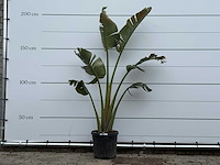 Paradijsvogelplant m - strelitzia augusta - hoogte ca. 180 cm - afbeelding 1 van  3