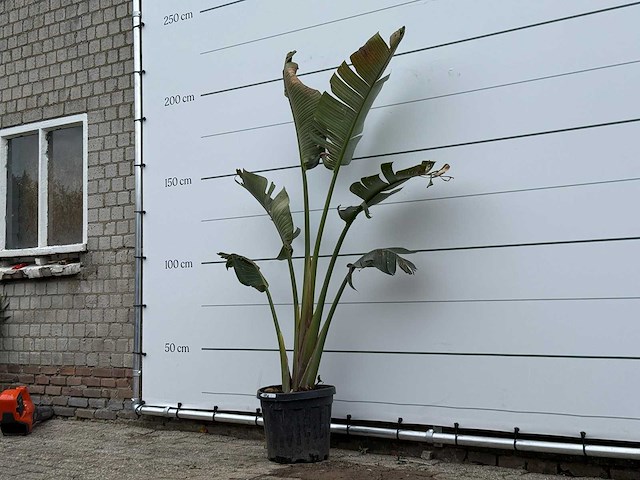 Paradijsvogelplant m - strelitzia augusta - hoogte ca. 180 cm - afbeelding 2 van  3