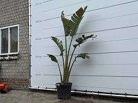 Paradijsvogelplant m - strelitzia augusta - hoogte ca. 180 cm - afbeelding 2 van  3