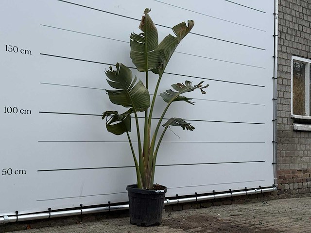Paradijsvogelplant m - strelitzia augusta - hoogte ca. 180 cm - afbeelding 3 van  3