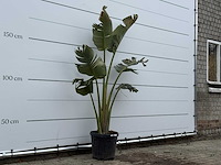 Paradijsvogelplant m - strelitzia augusta - hoogte ca. 180 cm - afbeelding 3 van  3